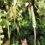 Plantago crassifolia Flor