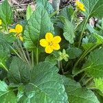 Chrysogonum virginianum Flor