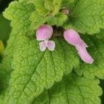 Lamium hybridumFlor