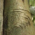 Annona foetida Corteza