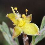 Coleogyne ramosissima 花