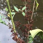 Rumex hydrolapathum Ffrwyth