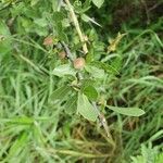 Commiphora madagascariensis Fruit