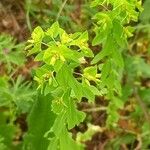 Euphorbia platyphyllos Цвят