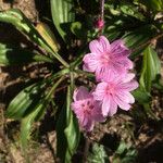 Sidalcea malviflora Blomma