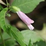 Chelonopsis moschata Flower