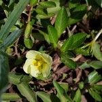Ludwigia adscendens Blüte