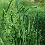 Elymus pungens Leaf