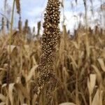 Sorghum bicolor Fruit