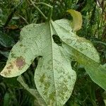 Cayaponia racemosa Feuille