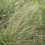 Eragrostis curvula 葉