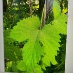 Humulus lupulusपत्ता