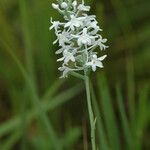 Platanthera nivea Floro