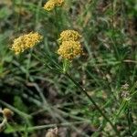 Bupleurum ranunculoides आदत