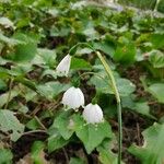 Leucojum aestivum花