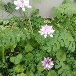 Coronilla variaFlower