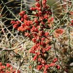 Cylindropuntia leptocaulis 果實