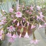 Hatiora rosea 整株植物