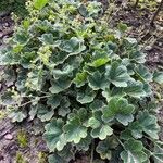 Alchemilla subcrenata Leaf