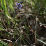 Polygala vulgaris Fleur