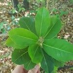Sideroxylon foetidissimum Leaf