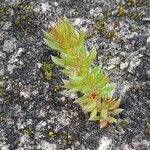 Crassula alata Feuille