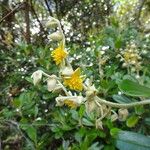 Hibbertia vieillardii Floare
