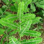 Amorpha canescens Blad