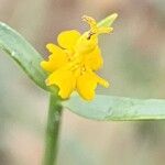 Euphorbia gedrosiaca