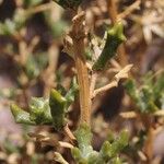 Senecio potosianus Bark