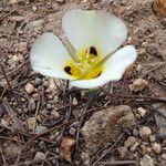 Calochortus leichtlinii Flower