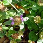 Prunella vulgaris Other