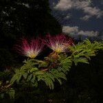 Calliandra rubescens Кветка