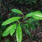 Hebepetalum humiriifolium Leht