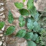 Celtis africana Leaf