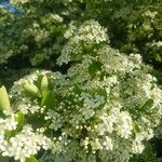 Pyracantha coccineaBloem