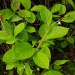 Schisandra chinensis Fulla