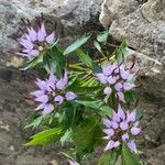 Physoplexis comosa 花