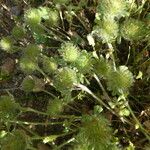 Trifolium cherleri Habitus