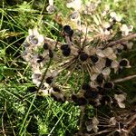 Allium tuberosum Ffrwyth