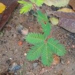 Mimosa pudicaFoglia