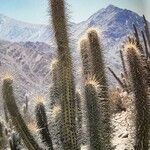 Pilosocereus chrysostele Corteza