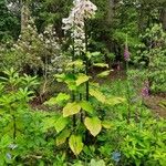 Cardiocrinum giganteum ᱵᱟᱦᱟ