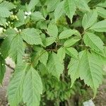 Acer cissifolium Folha