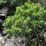 Syzygium lateriflorum Habitat