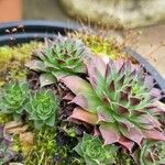 Sempervivum calcareum Лист