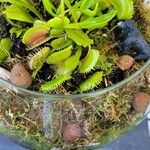 Dionaea muscipula Yaprak