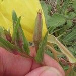 Oenothera stricta ফল