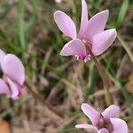 Cyclamen hederifoliumCvet