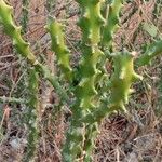 Euphorbia neriifolia Hábito
